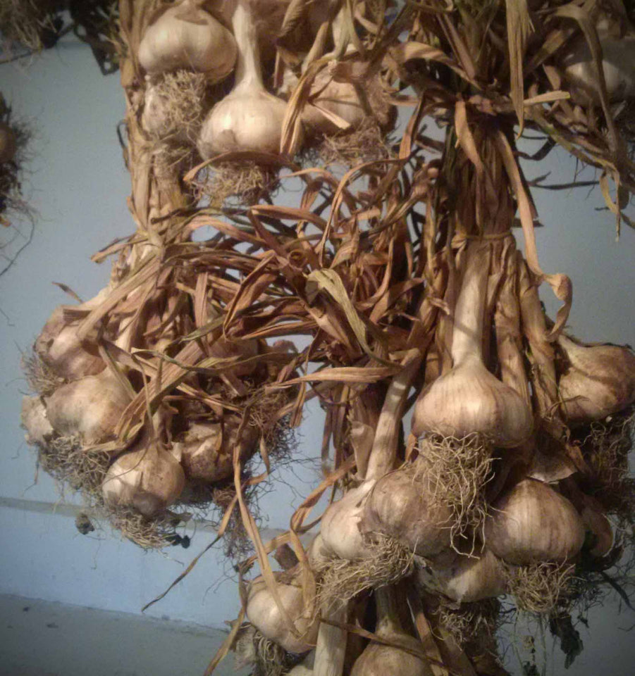 Bunches of garlic hanging to dry by the stems. in the Okanagan, Canada.